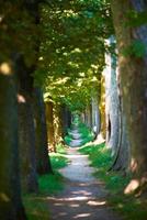 country road trought tree  alley in photo