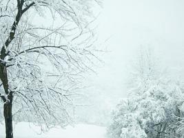 trees on snow photo