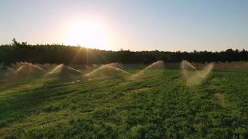 Green agriculture field at golden sunset. Beautiful sun rays highlighting the water spraying over the green field. 4K outdoor landscape background. Turkey countryside aerial at summer video