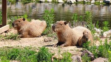 Capybara-Familie ruht. Dieses Stockvideo zeigt eine Wasserschweinfamilie, die sich in der Nähe eines Flusses ausruht. video