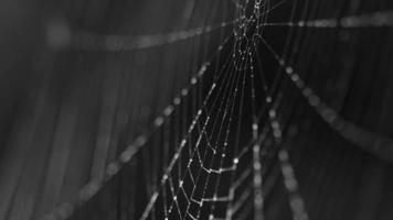 Beads of moisture on threads of spider's web video