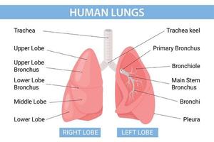 infografías planas de pulmones humanos vector