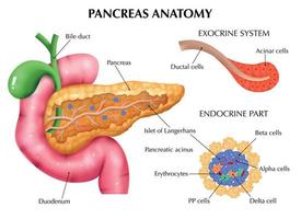 Anatomy Of Pancreas Infographics vector