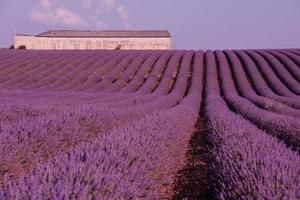 campo de lavanda francia foto