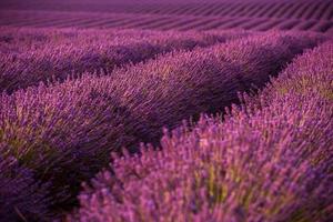 campo de lavanda francia foto