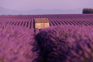 campo de flores de lavanda púrpura con casa de piedra solitaria foto