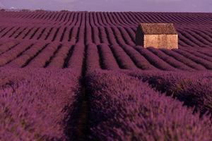 campo de flores de lavanda púrpura con casa de piedra solitaria foto