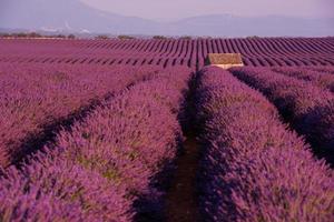 purple lavender flowers field with lonely old stone house photo