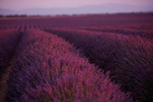 levender field france photo