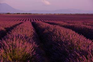 levender field france photo