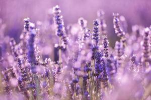 closeup purple lavender field photo