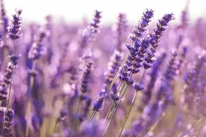 closeup purple lavender field photo