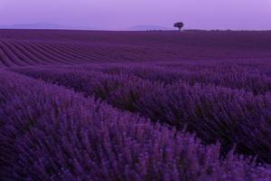 purple lavender flowers field with lonely tree on night photo