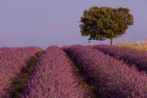 purple lavender flowers field with lonely tree photo