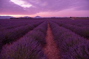 levender field france photo