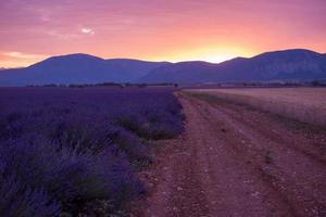 campo de lavanda francia foto