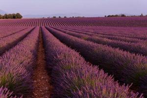 levender field france photo