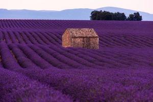 campo de flores de lavanda púrpura con casa de piedra solitaria foto