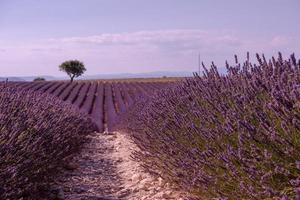 purple lavender flowers field with lonely tree photo