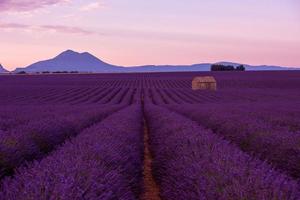 purple lavender flowers field with lonely old stone house photo