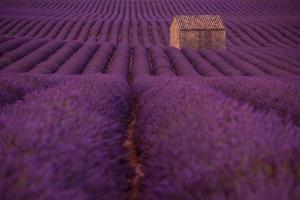 campo de flores de lavanda púrpura con casa de piedra solitaria foto