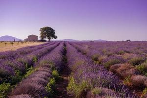 purple lavender flowers field with lonely tree photo