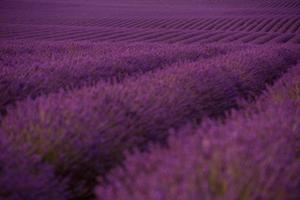 levender field france photo