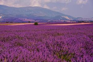 campo de lavanda francia foto