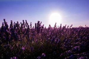 Close up Bushes of lavender purple aromatic flowers photo