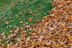 Horizontal shot of yellow leaves on green grass background can be used for your background. Maple foliage during sunlight. Nature photo