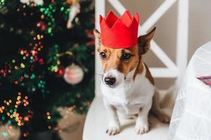 Festive jack russell dog in red paper crown sits near Christmas tree, poses at camera. Symbol of New Year. Small pet poses against decorated New Year tree. Terrier with sad expression photo