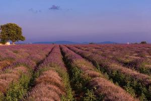 campo de lavanda francia foto