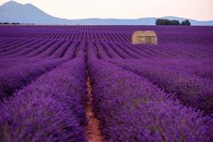 casa de piedra en el campo de lavanda foto