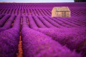 casa de piedra en el campo de lavanda foto