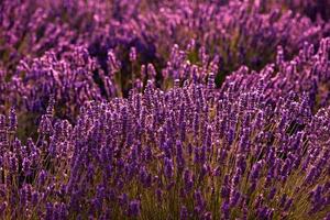 Close up Bushes of lavender purple aromatic flowers photo