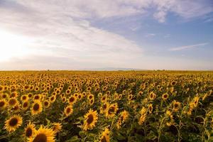 Sunflower field view photo