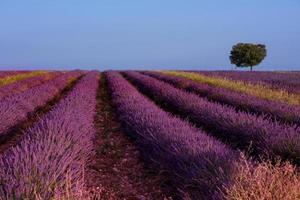 lonely tree at lavender field photo