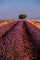 árbol solitario en el campo de lavanda foto