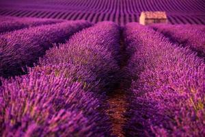 stone house at lavender field photo