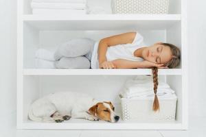 Shot of sleeping small girl lies on white shelf, has pleasant dreams, dressed in casual clothes, has combed pigtail, basin with pile of white linen, pedigree dog down. Child in laundry room. photo