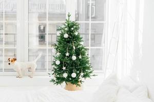 Horizontal shot of small dog poses on windowsill of big window in bedroom, beautiful decorated New Year tree stands near. Christmas bedroom interior photo