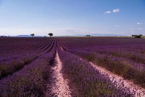 campo de lavanda francia foto