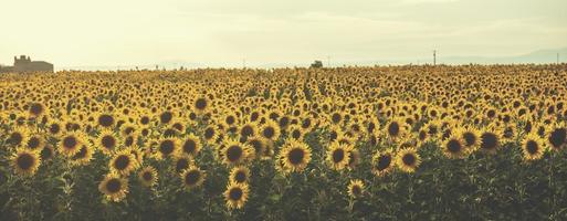 sunflower field view photo