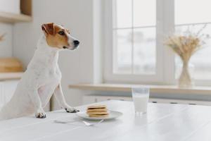 White and brown jack russell terrier keeps paws on white table, wants to eat pancakes, being hungry, poses at kitchen. Pet scrounges dessert. Animals, eating concept photo