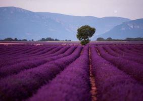 the moon above lonely tree at lavender field photo