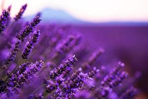 Close up Bushes of lavender purple aromatic flowers photo