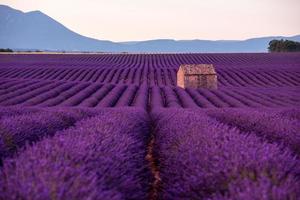 casa de piedra en el campo de lavanda foto