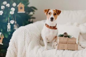 Photo of jack russell dog sits on sofa in living room near two gift boxes, awaits for winter holidays, decorated Christmas tree behind. Cozy atmosphere