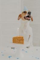 Vertical shot of jack russel terrier dog celebrates one year birthday, poses near delicious cake with burning candle, wears cone hat, enjoys party. Pets treats. Animals and festive holiday concept photo