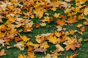 Fallen maple leaves on green grass under sunbeams. Foliage on green grass for your background. Autumn time concept photo